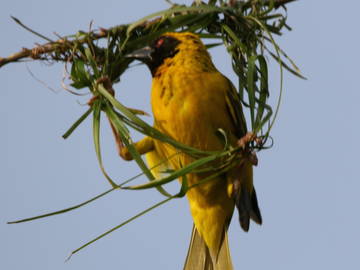 Logement Entier Piton 230708-23