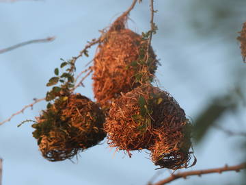 Logement Entier Piton 230708-18