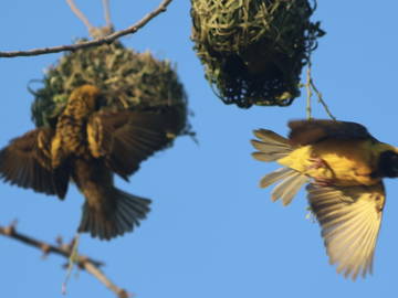 Logement Entier Piton 230708-19