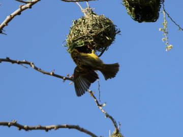 Logement Entier Piton 230708-20