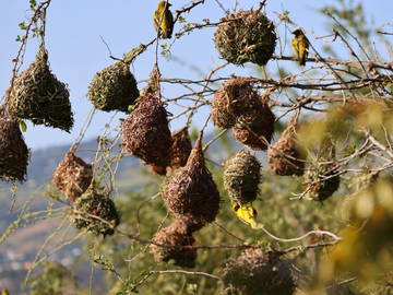 Logement Entier Piton 230708-17