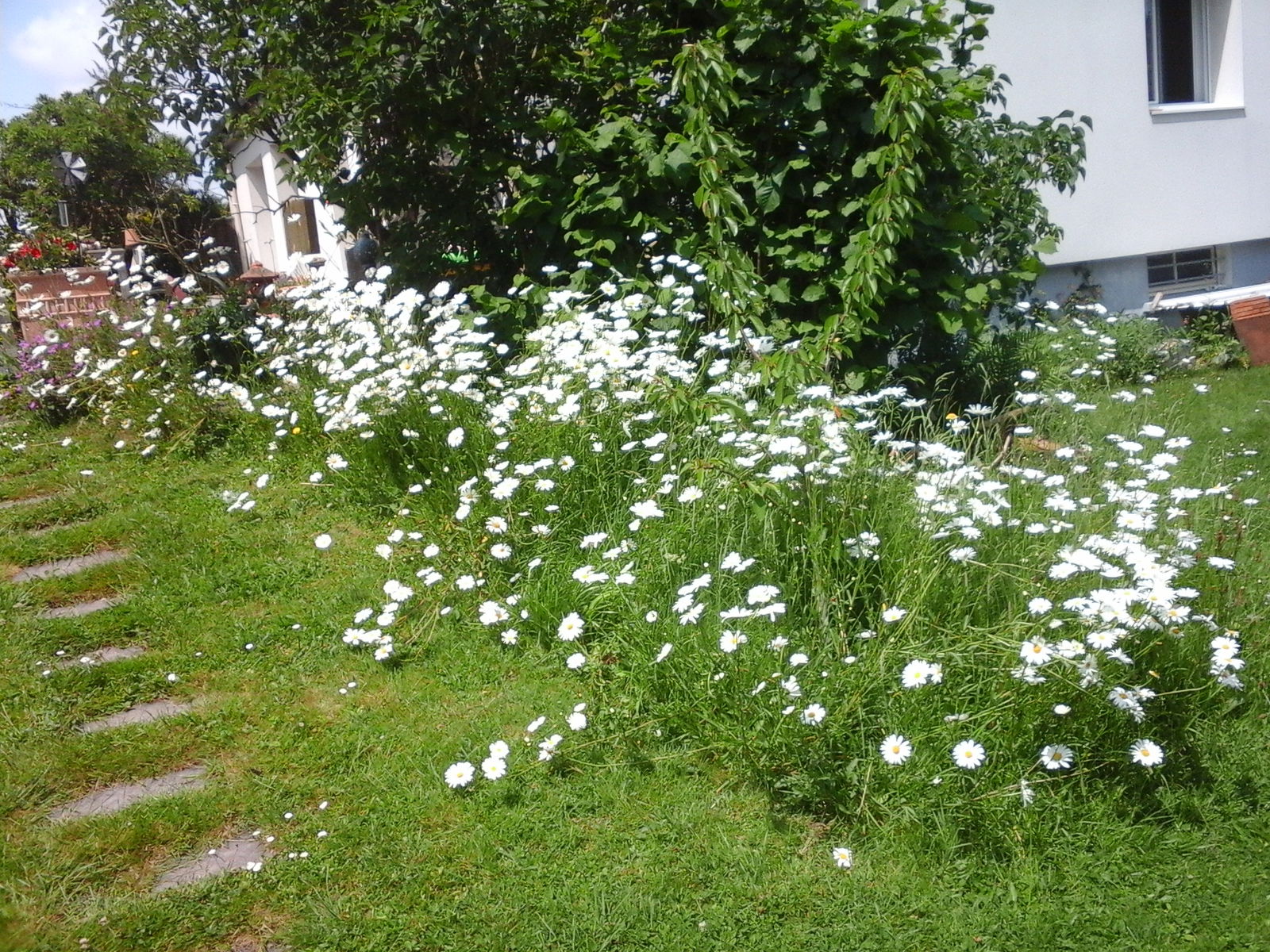 Hemvistelse Betton 538750
