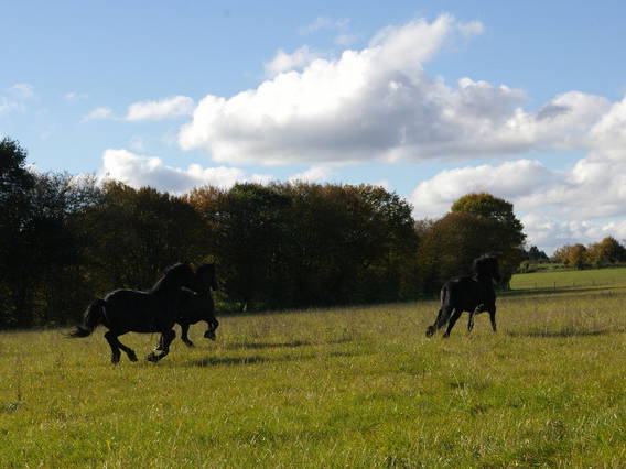 Ganz Haus Maubeuge 27521-1
