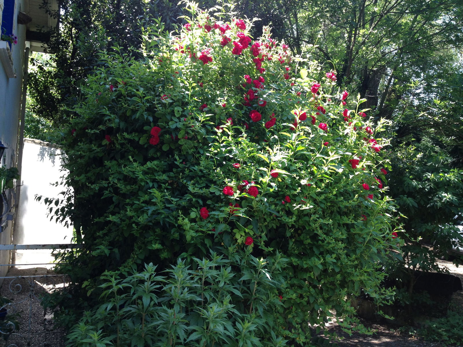 Independent Studio Ferney-Voltaire 268531