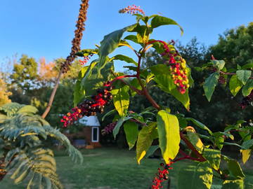 Logement Entier Couëron 241940-12
