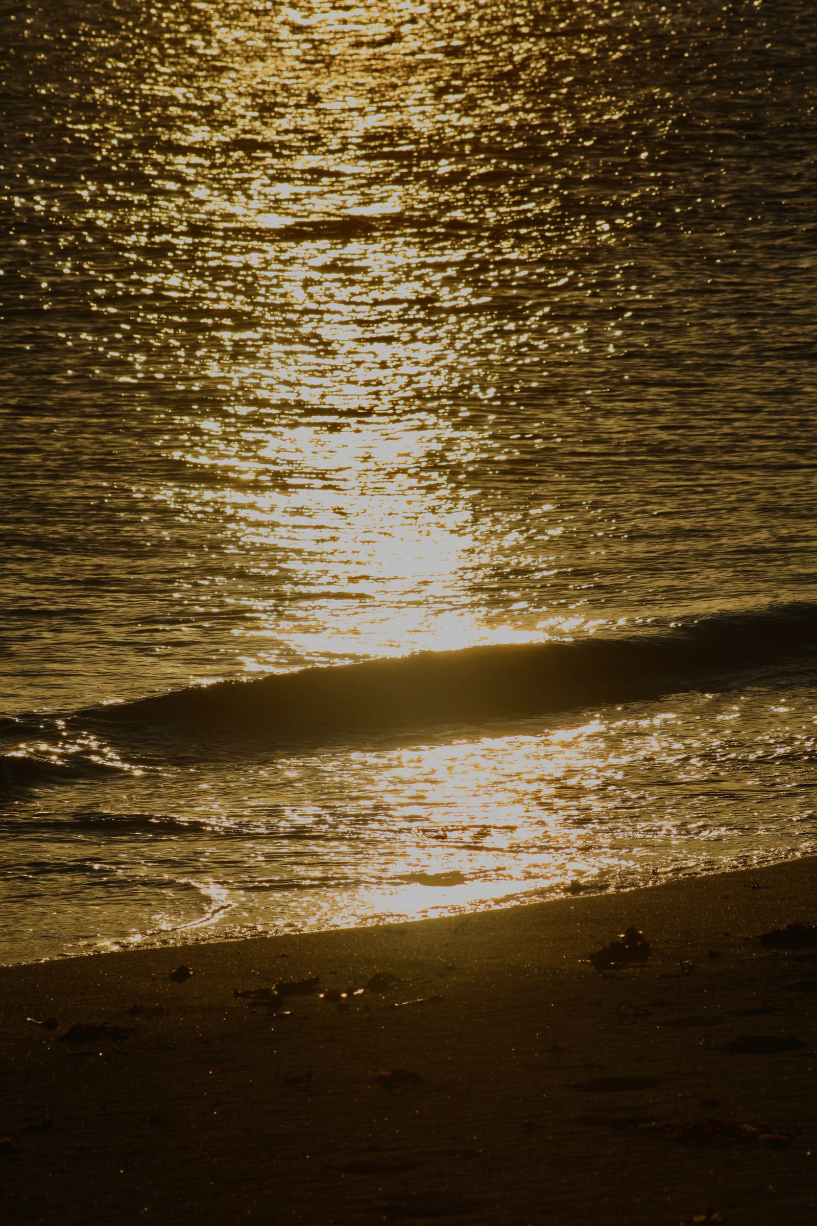 Uafhængigt Studie Porspoder 634417