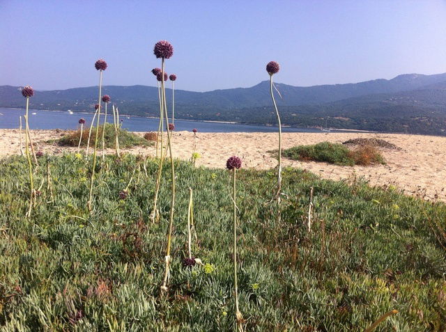 Gehele Woning Olmiccia 54426