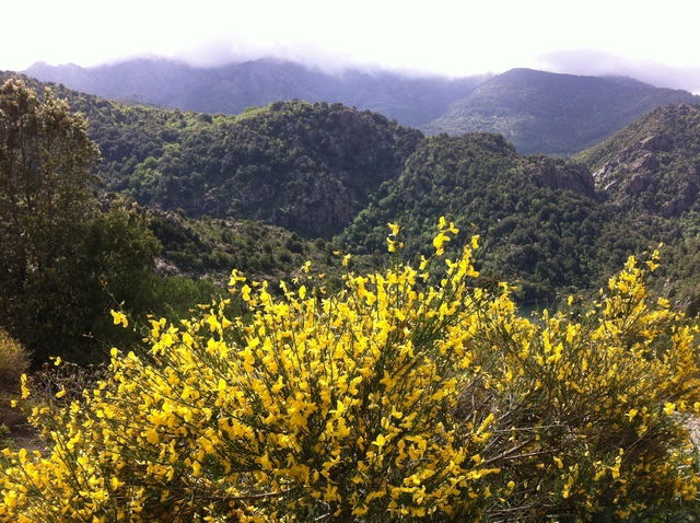 Gehele Woning Olmiccia 54426