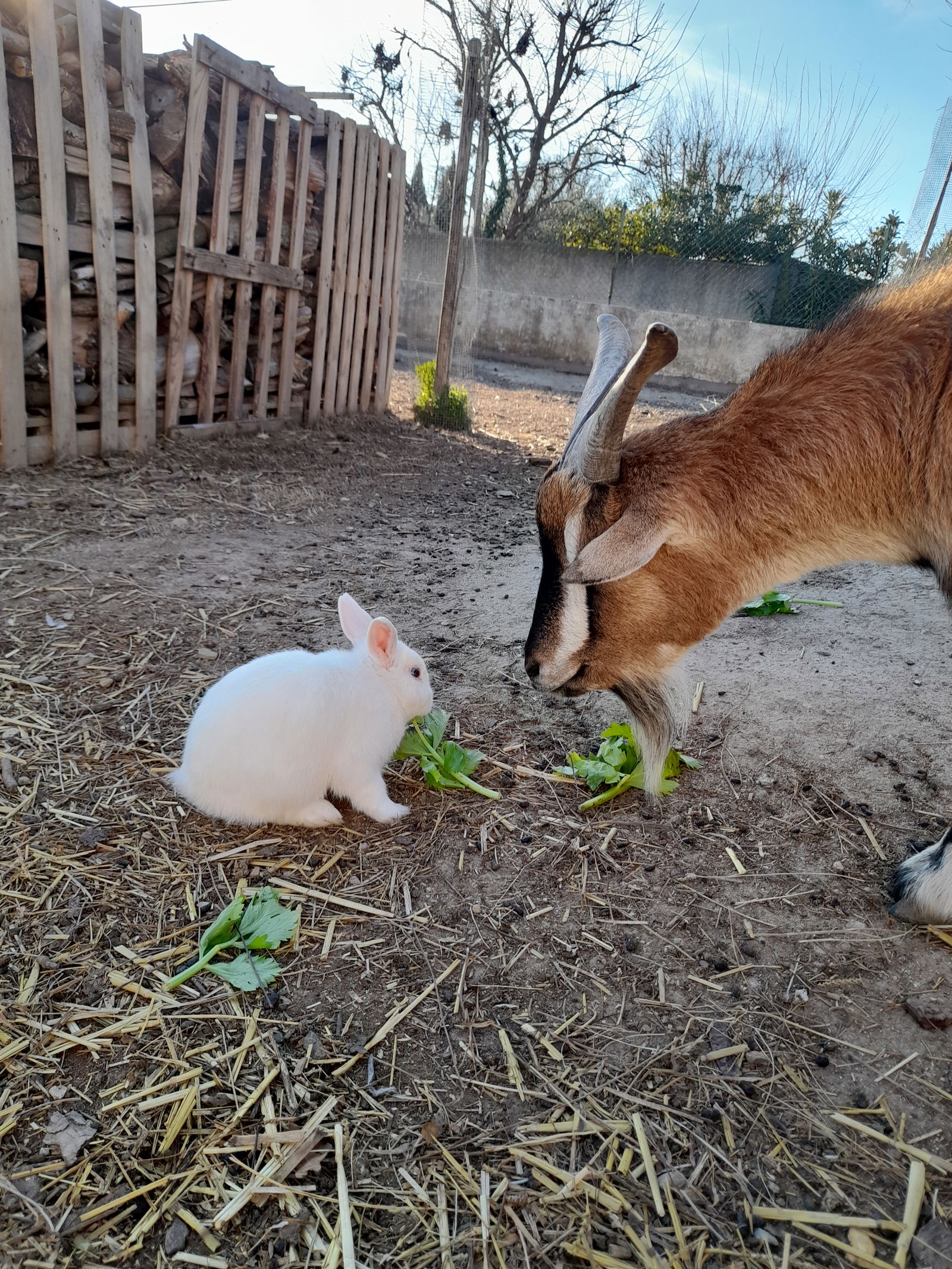 Unabhängiges Studio Saint-Martin-de-Crau 279080