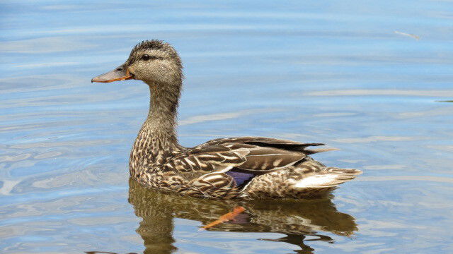 Hemvistelse Prévost 199376