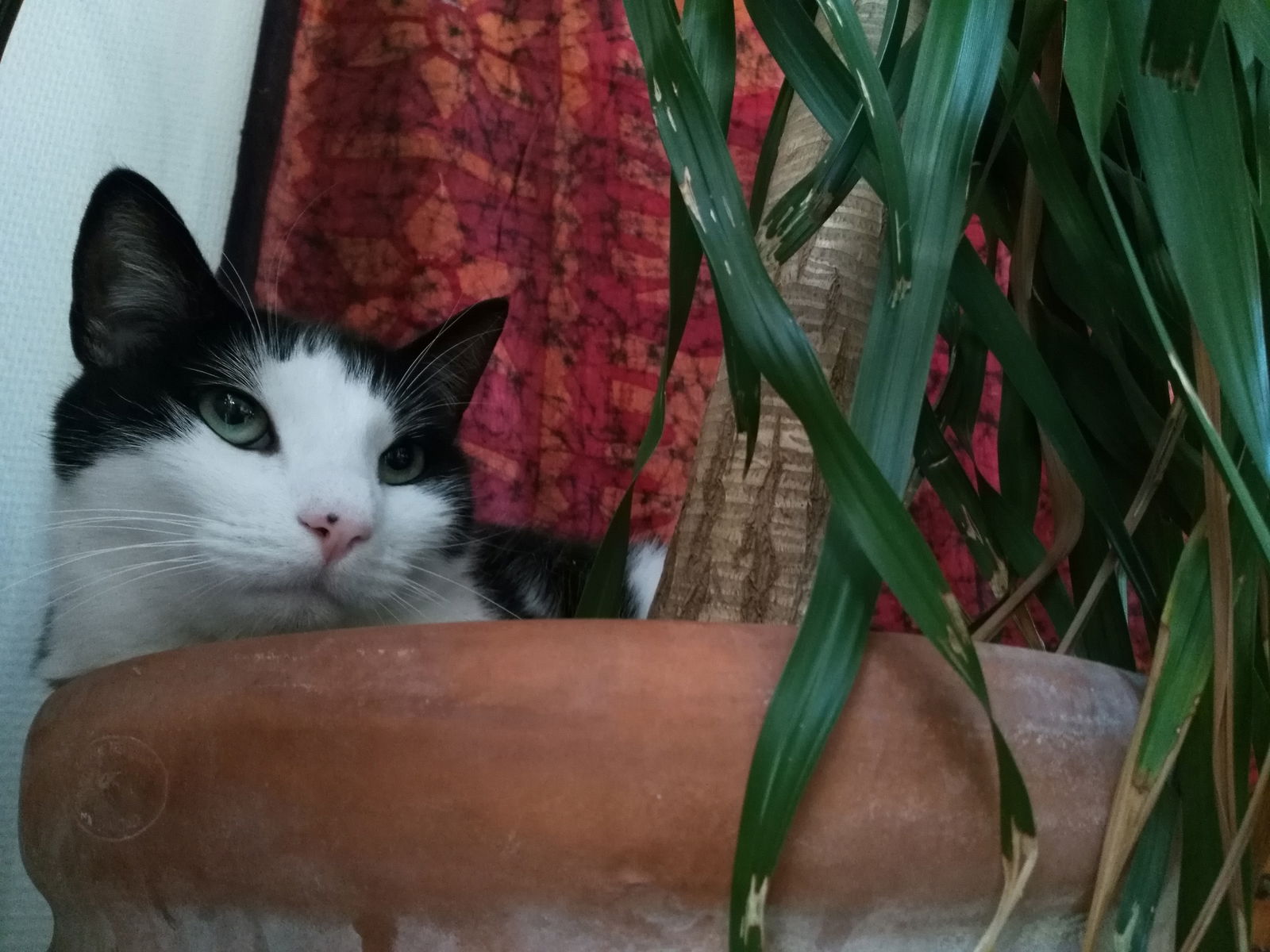 Colocação Villeurbanne 185971