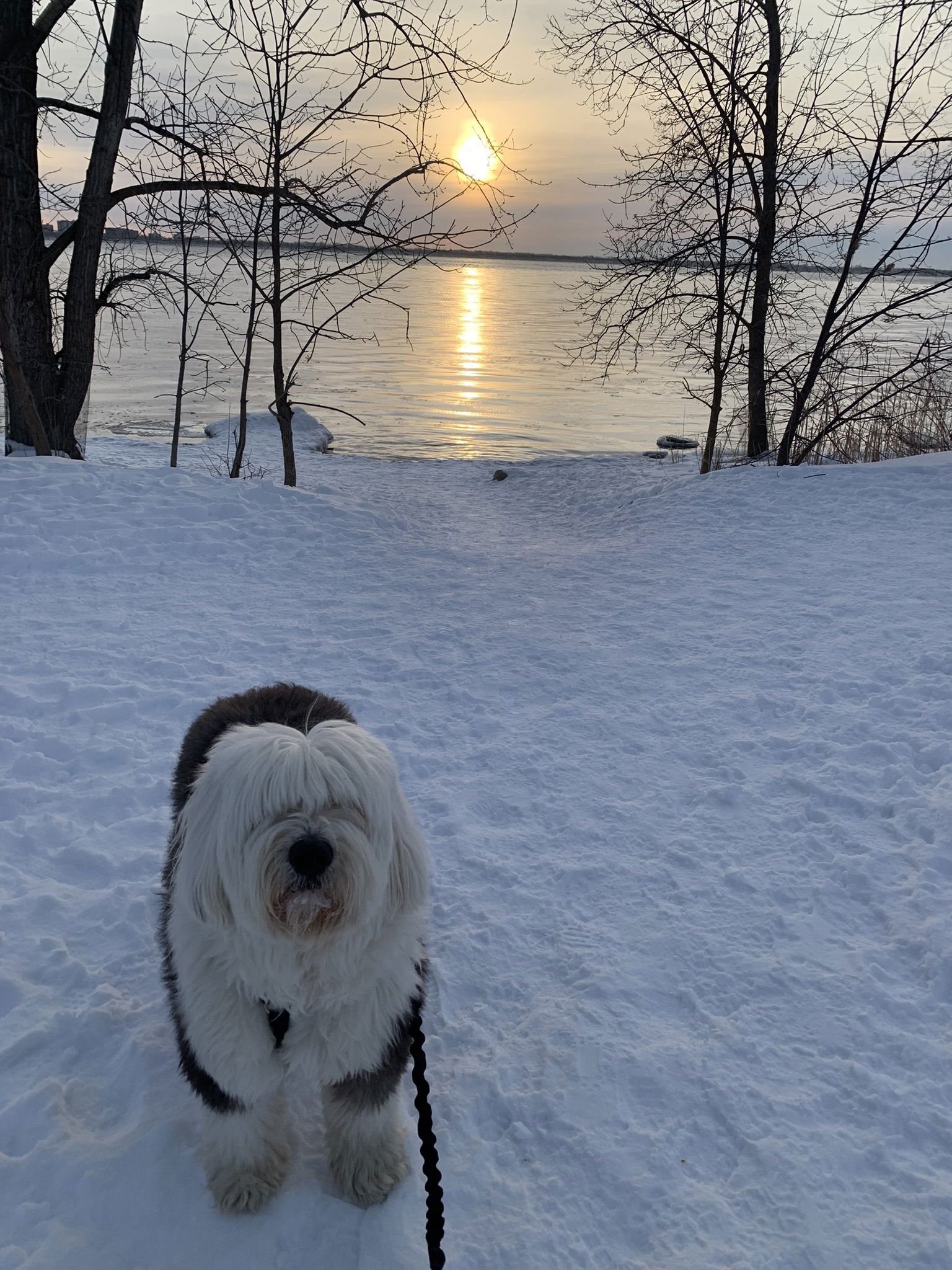 Famiglia Montréal 264480