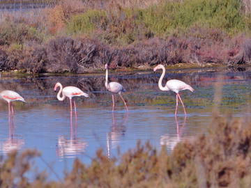 Logement Entier Hyères 115635-12