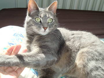 Colocation Rennes 127712-5