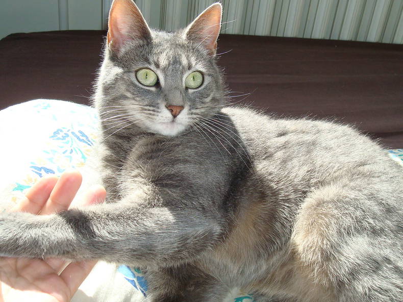 Colocation Rennes 127712-5