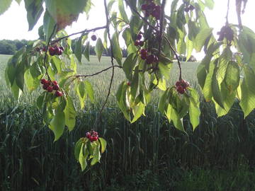 Chambre D'hôte Massoulès 193418-9