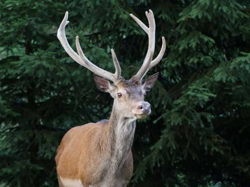 Gehele Woning Wangenbourg-Engenthal 143103-2