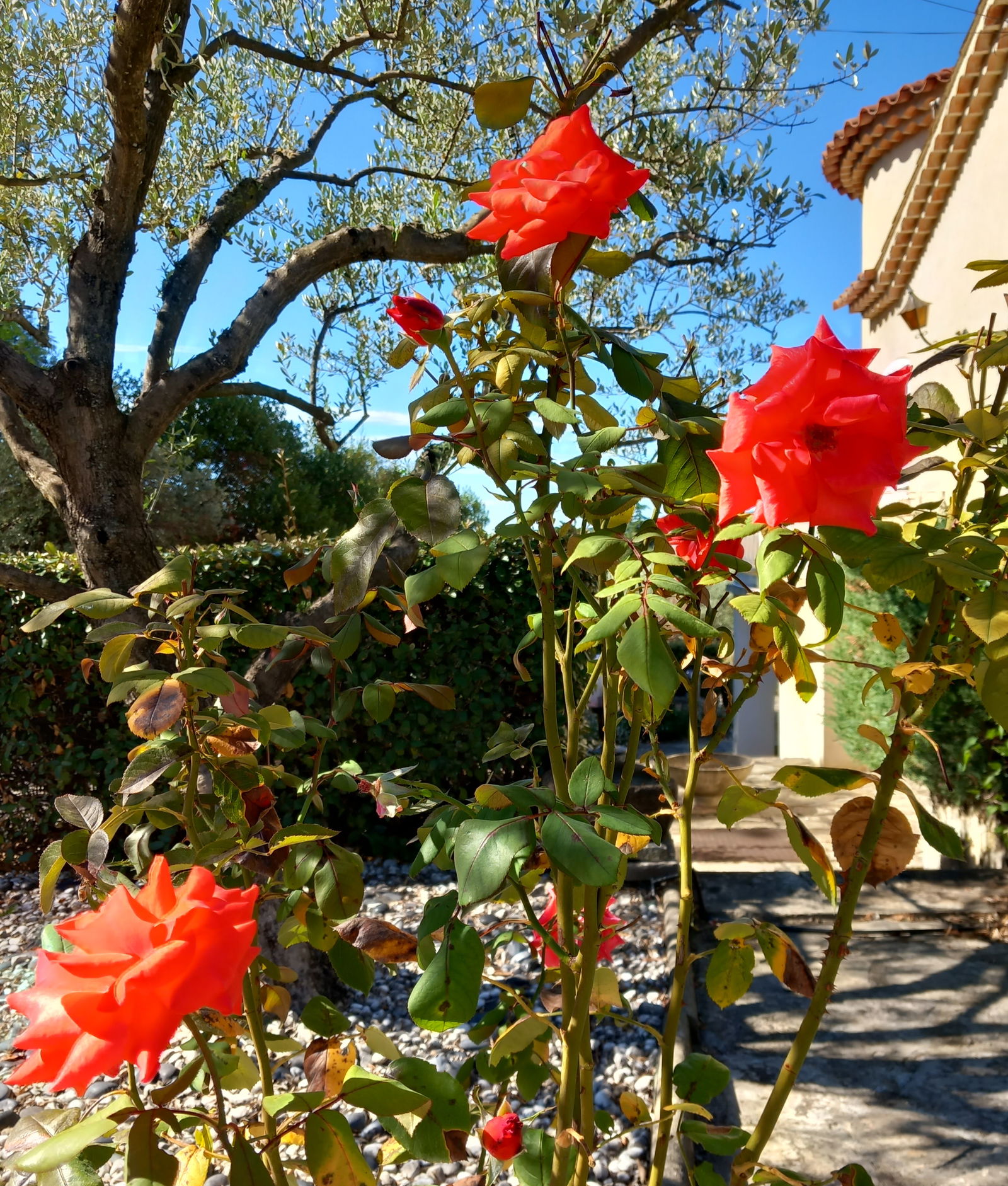 Homestay Alès 264216