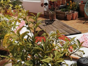 Shared Accommodation Le Cannet 164976-11