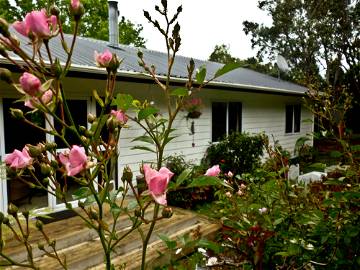 Room For Rent Kerikeri 88040