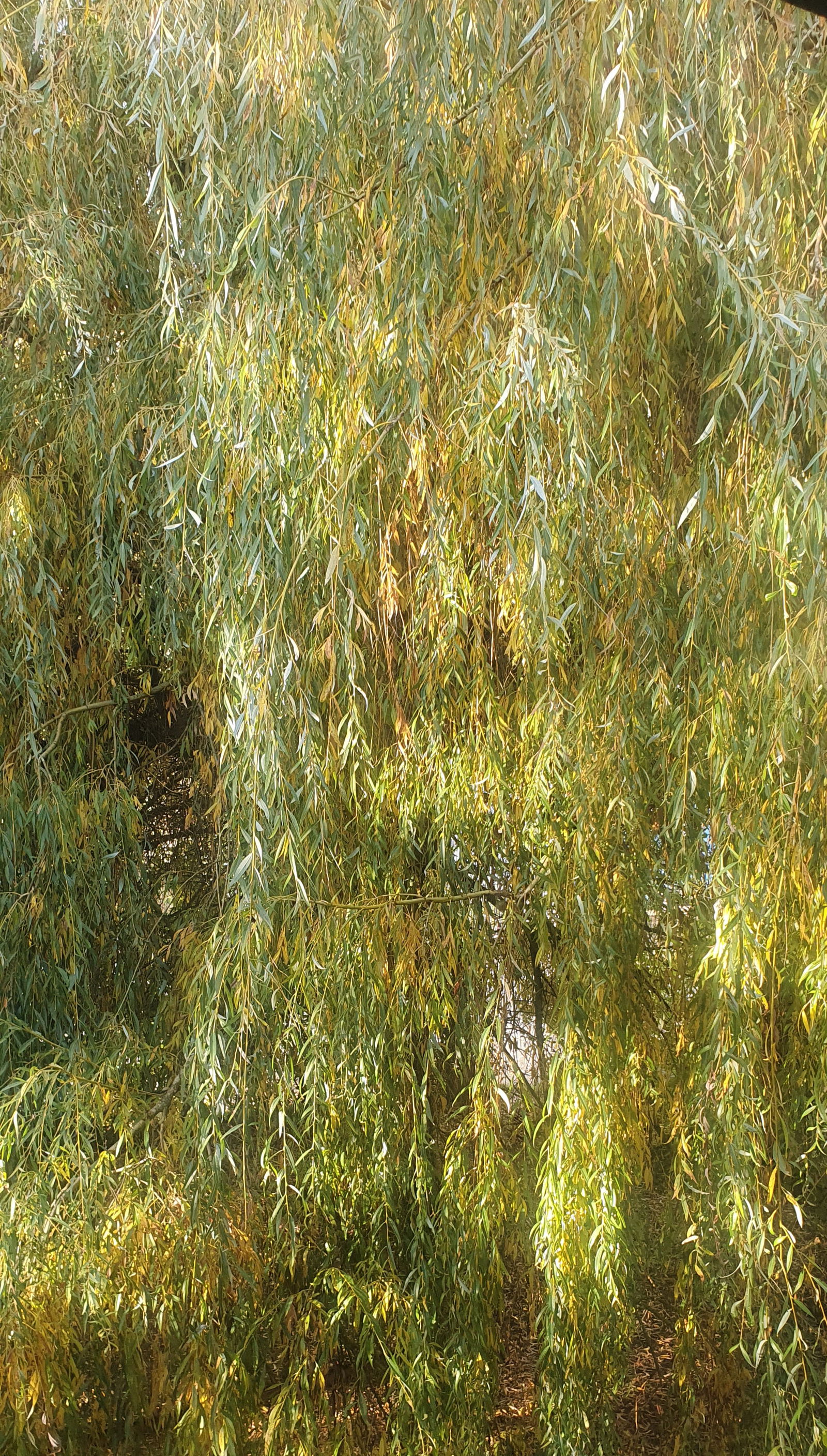 Gastgezin Cheyres-Châbles 583121