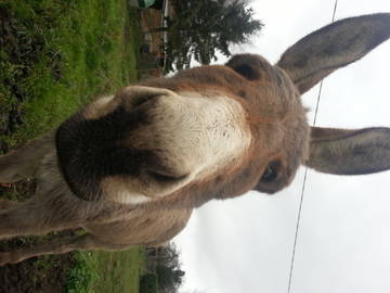 Chambre D'hôte Lézignan-Corbières 104142-10