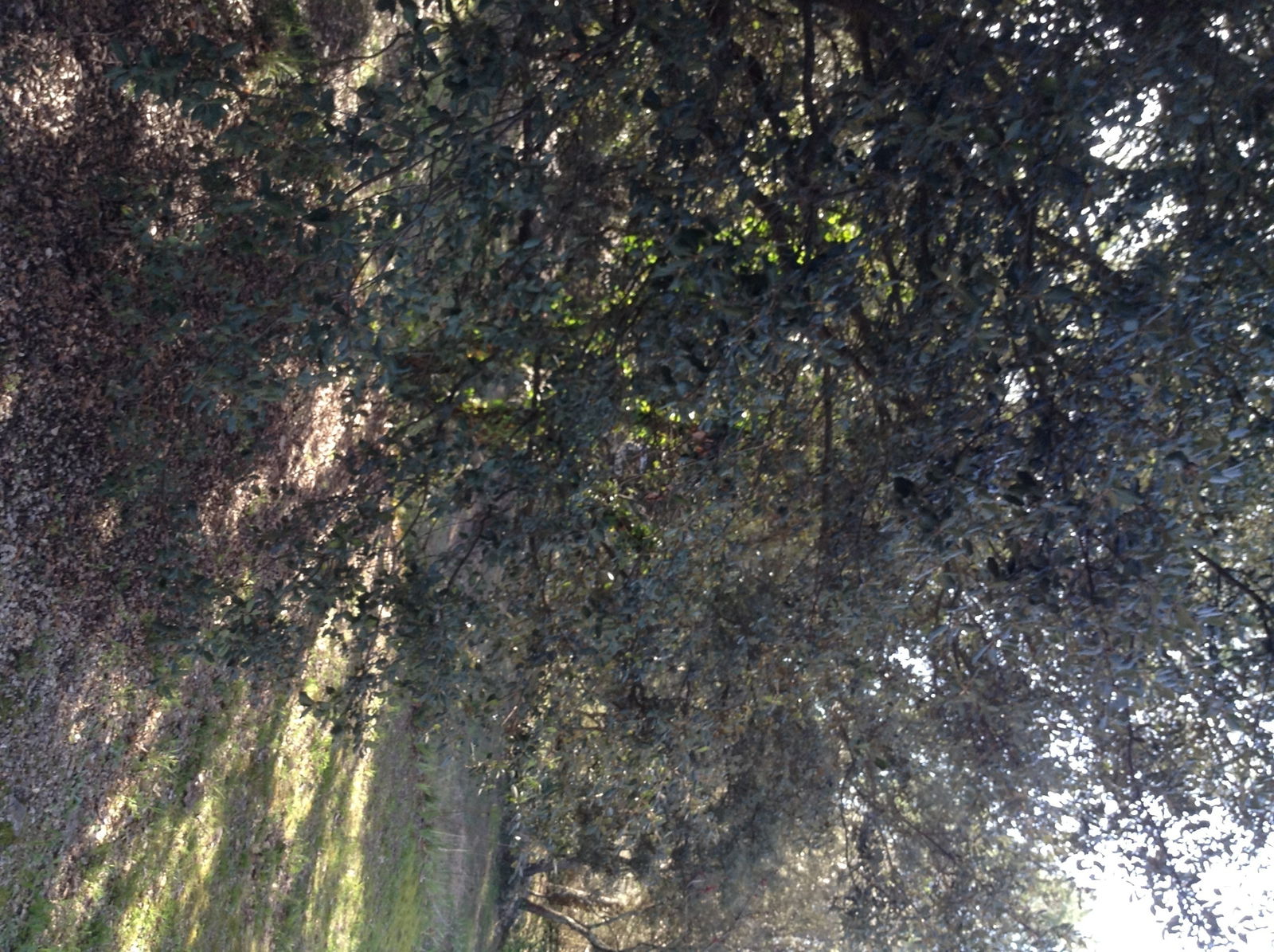 Famiglia Garrigues-Sainte-Eulalie 188345