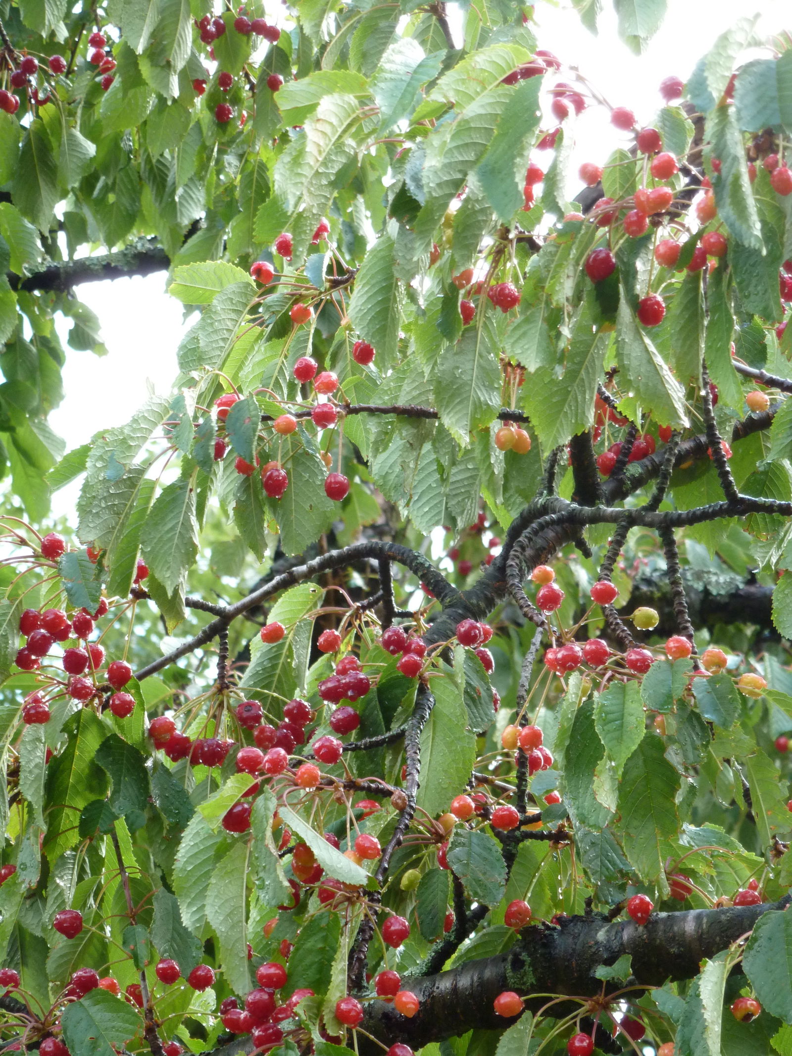 Estudio Independiente Saint-Laurent-sous-Coiron 224931