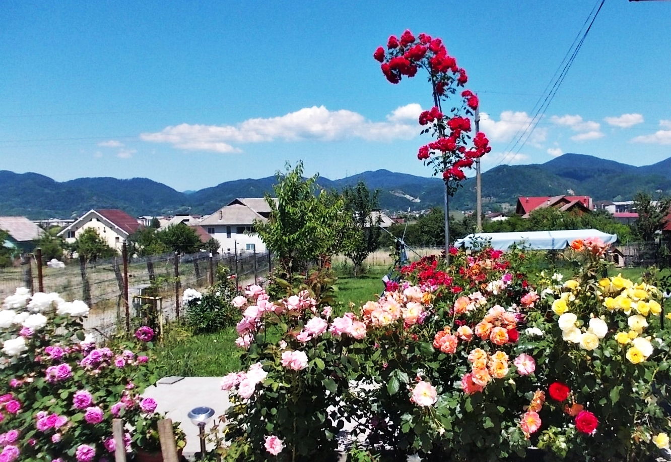 Gastfamilie Baia Mare 110640