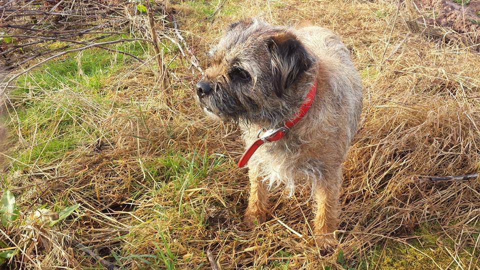 Zakwaterowanie U Rodziny Edge 226743