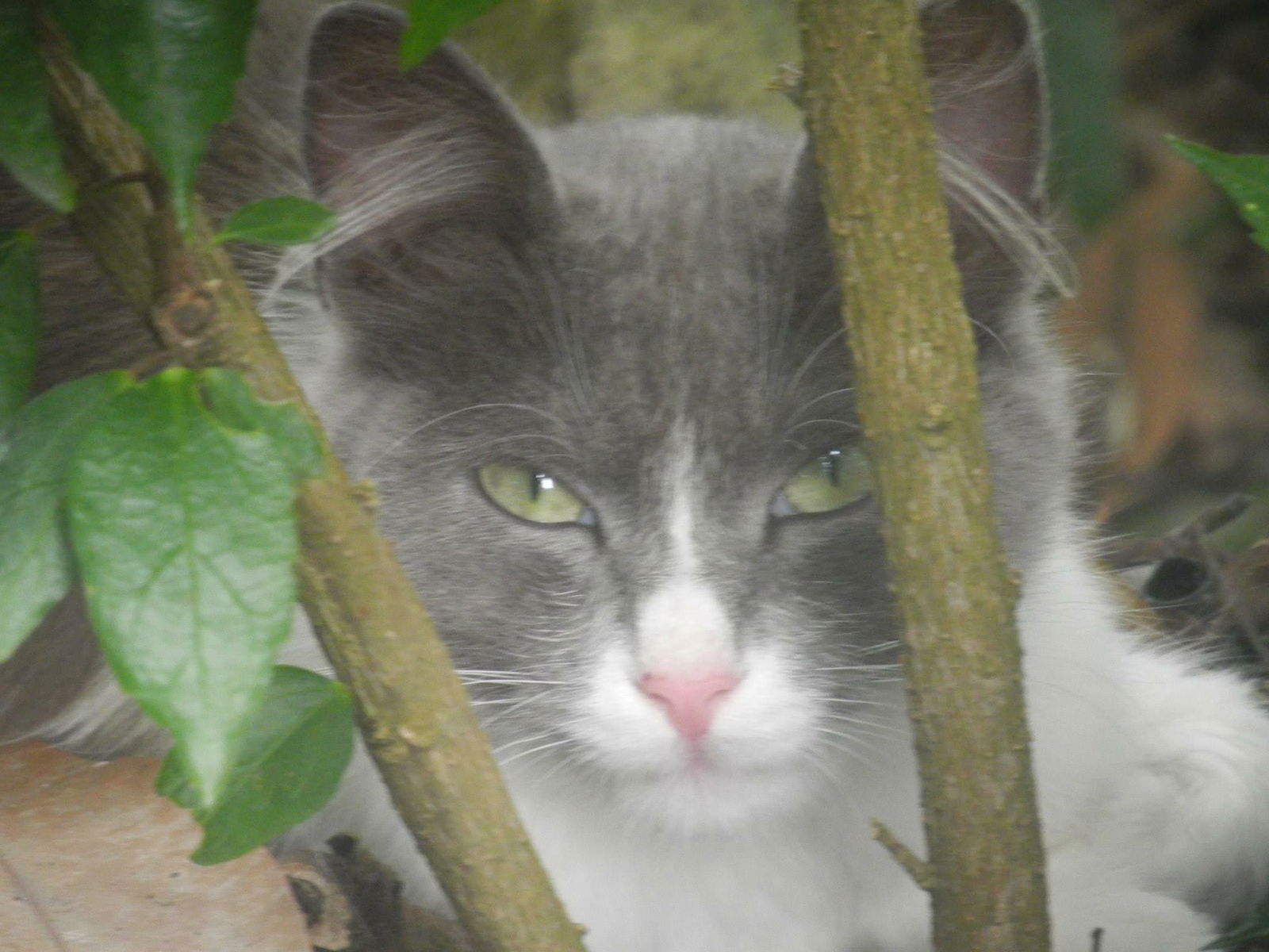 Studio Indépendant La Mesa 234589