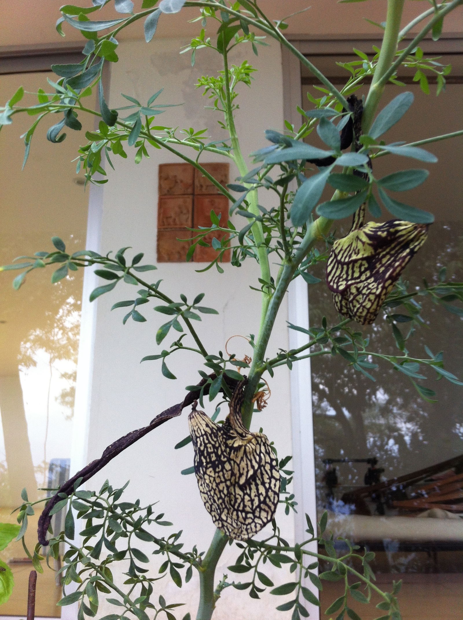 Tutta La Casa La Mesa 234589