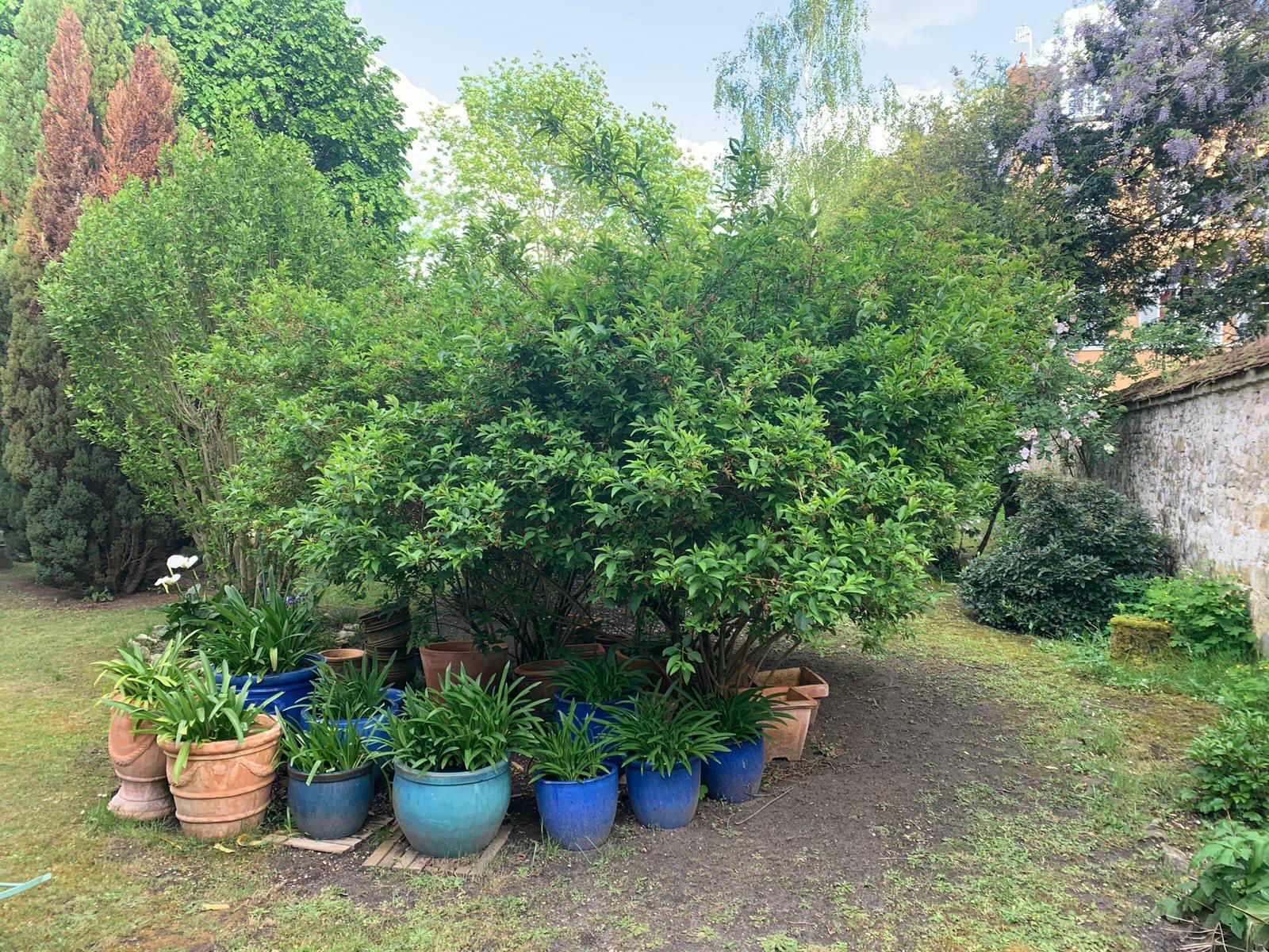 Famiglia Fontainebleau 245870