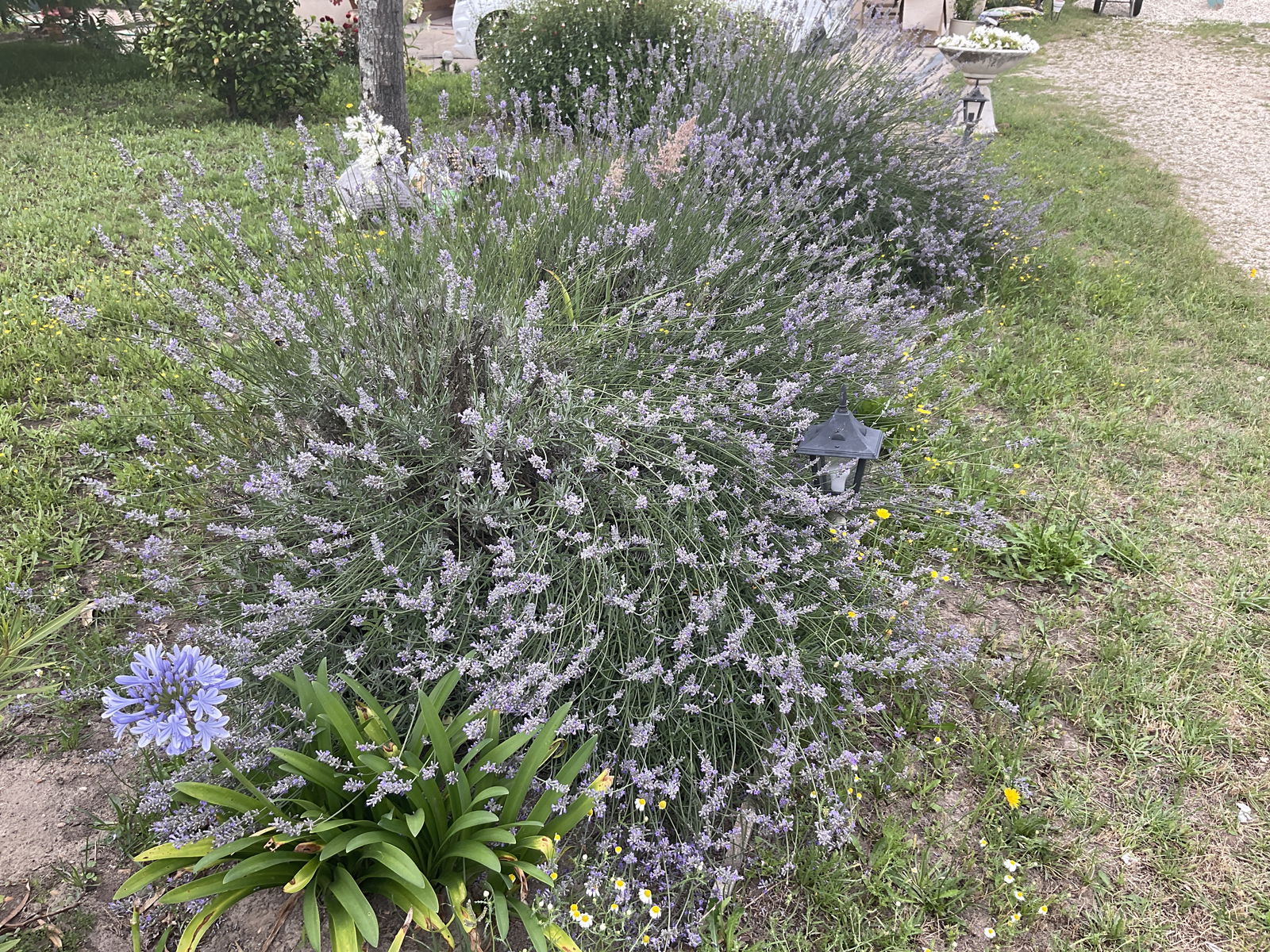 Gastfamilie Langon 250646