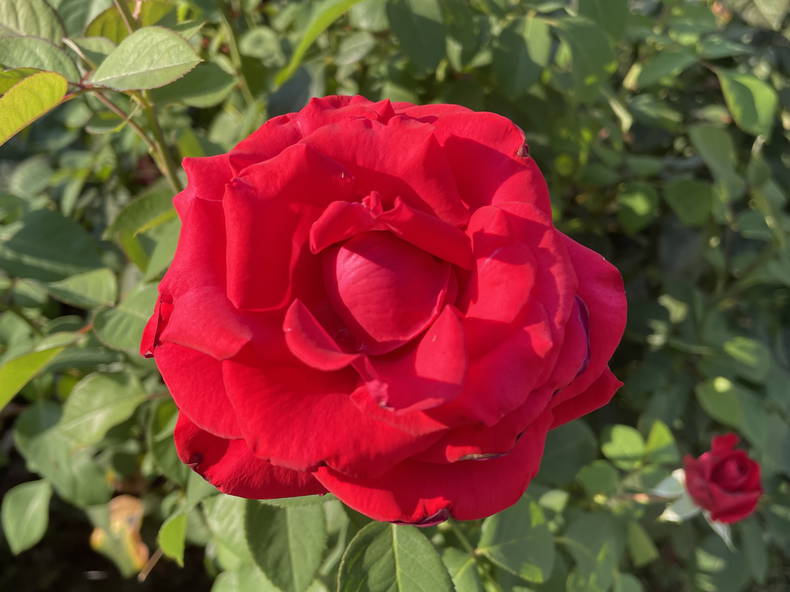 Tuisverblyf Lausanne 262162-1