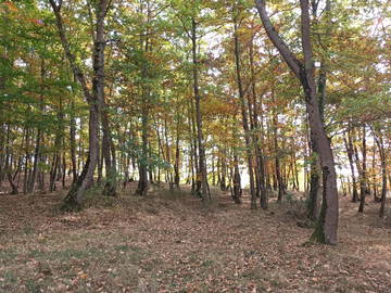 Chambre chez l'habitant à louer à Saverdun - photo 8 : jardin-8