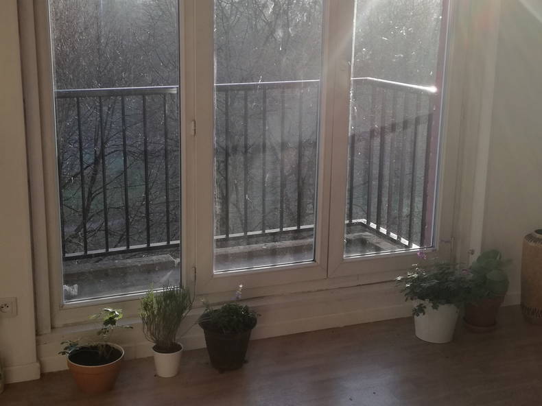 Kolokasie Lille 160774-4