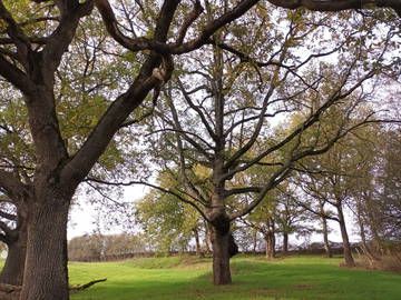 Chambre chez l'habitant à louer à Saverdun - photo 8 : jardin-8