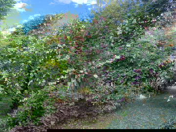 Chambre Chez L'habitant Fontainebleau 220379-7