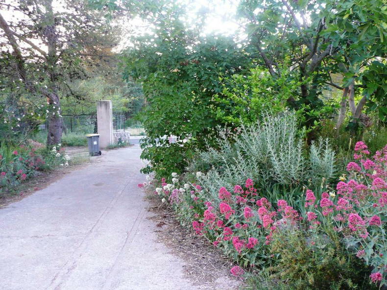 Kolokasie Grabels 82020-5