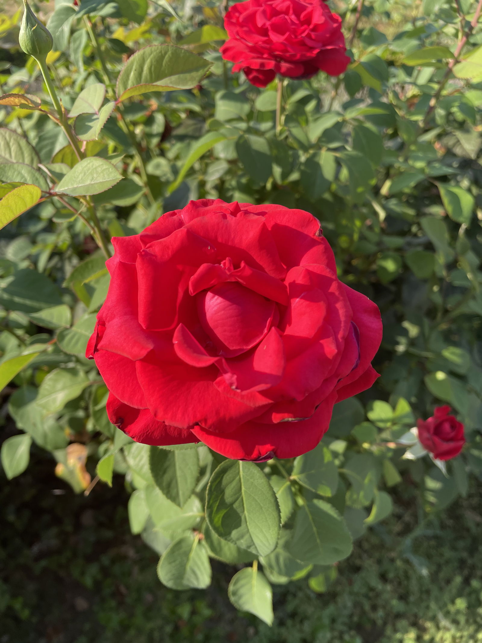 Gastfamilie Lausanne 262162