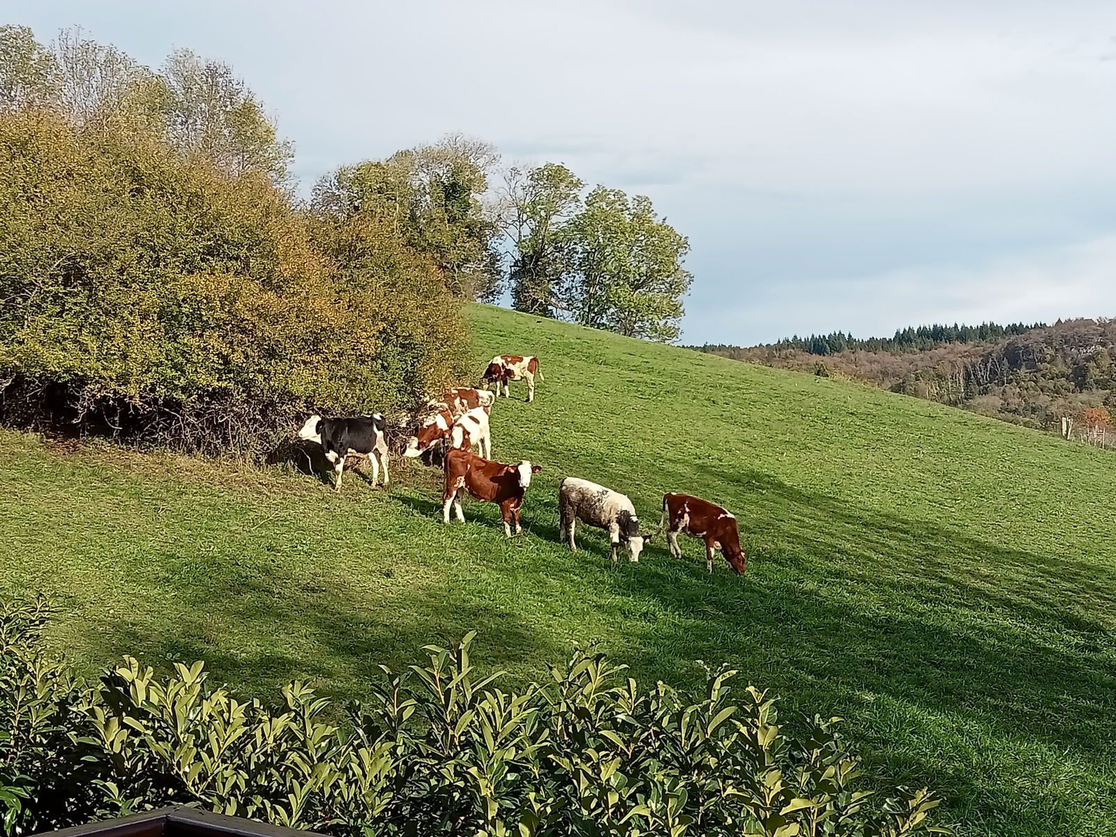 Gastfamilie Nonglard 308132