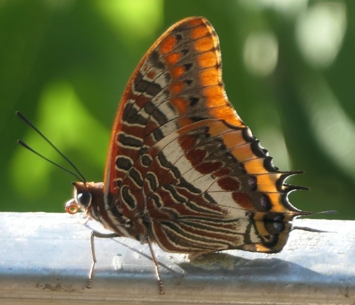 Kotimajoitus Capens 253796