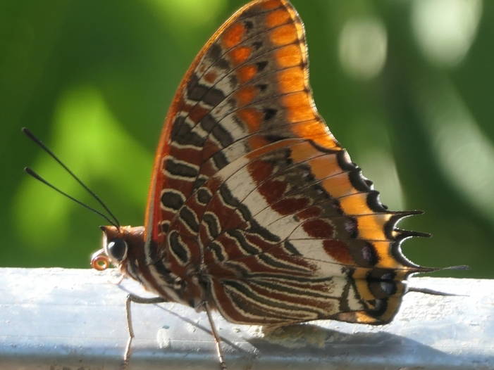 Gastfamilie Capens 253796-1