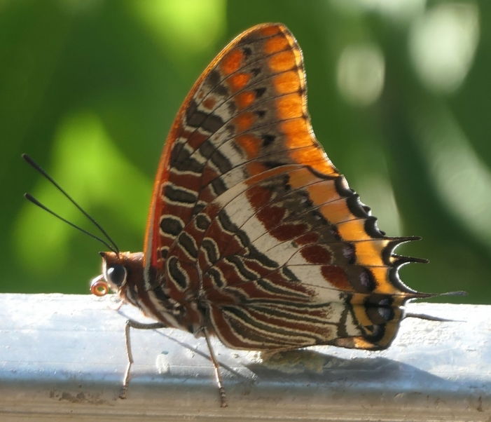 Famiglia Capens 253796