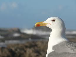 Unabhängiges Studio Saint-Pabu 190630