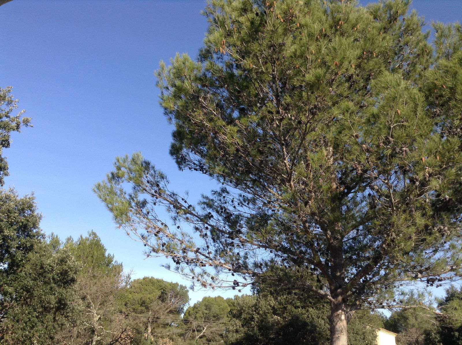 Tuisverblyf Garrigues-Sainte-Eulalie 188351