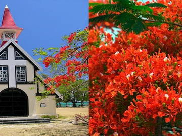 Entire Home Grand Gaube 96883-10