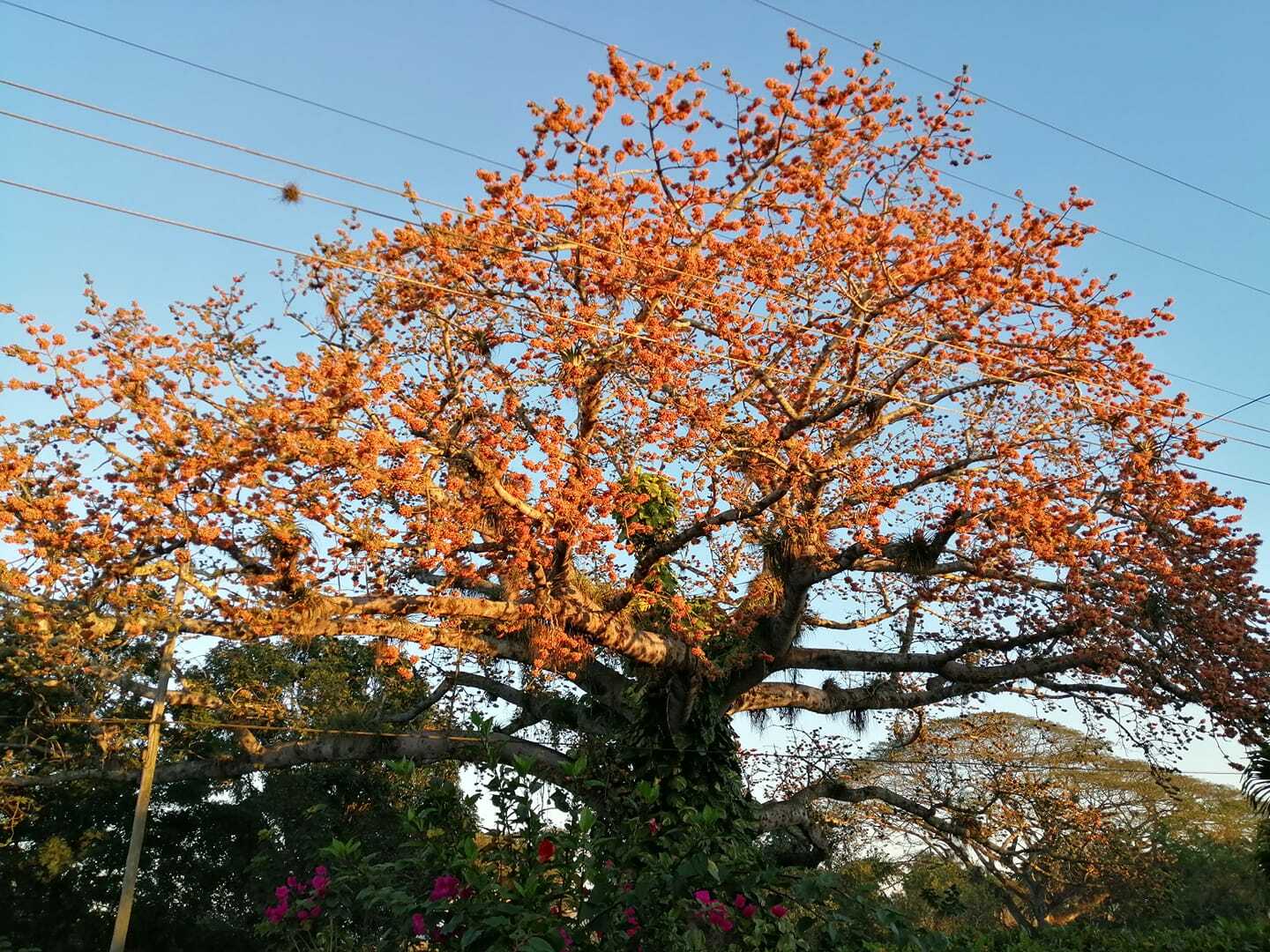 Gästrum Manicaragua 219242