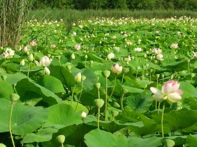 Hjemmeophold Mougins 123500